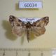 60034p Noctuidae Callopistria maillardi Vietnam $5
