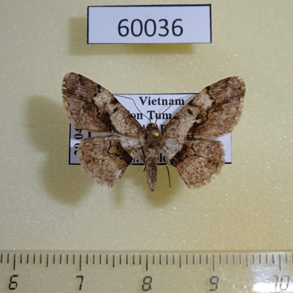 Geometridae Satoblephara nepalensis Vietnam