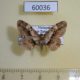 60036p Geometridae sp. Vietnam $3