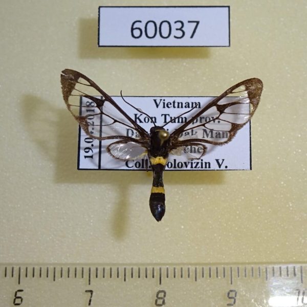 Arctiidae Syntomoides imaon Vietnam