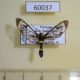 60037p Arctiidae Syntomoides imaon Vietnam $4