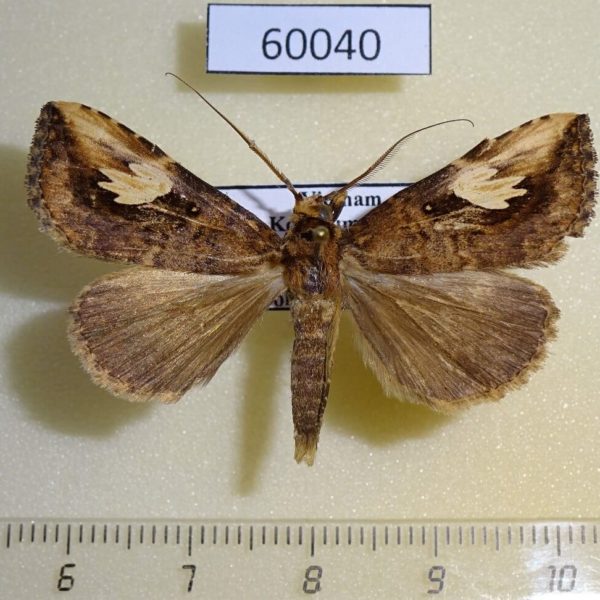 Noctuidae Pseudosphetta fissigna Vietnam