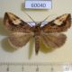 60040p Noctuidae Pseudosphetta fissigna Vietnam $5