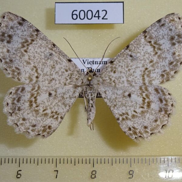 Geometridae Ophthalmitis sp. Vietnam