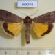 60044p Noctuidae Noctua pronuba Canada $4