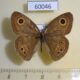 60046p Satyridae Ypthima baldus Vietnam $4