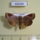 60049p Noctuidae Dyrzela plagiata Vietnam $6