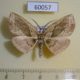 60057p Geometridae sp. Vietnam $7