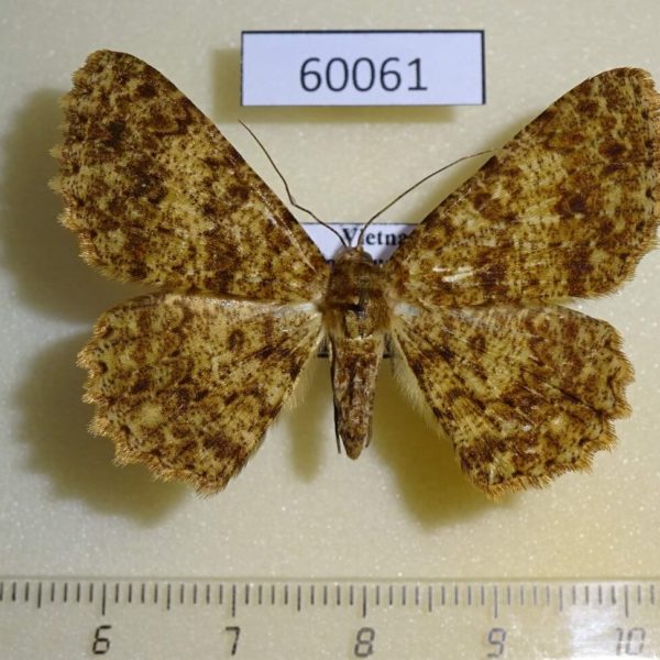 Geometridae Racotis boarmiaria Vietnam
