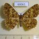 60061p Geometridae Racotis boarmiaria Vietnam $6