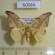 60066p Drepanidae Oreta obtusa Vietnam $5