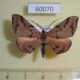 60070p Geometridae Hypochrosis binexata Vietnam $6