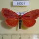 60074p Pyralidae Arctioblepsis rubida Vietnam $12