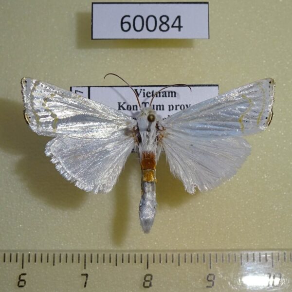 Crambidae Eschata ochreipes Vietnam