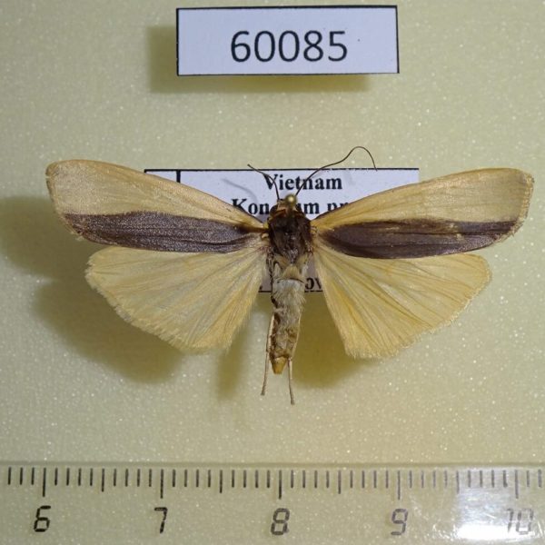 Arctiidae Hesudra divisa f Vietnam