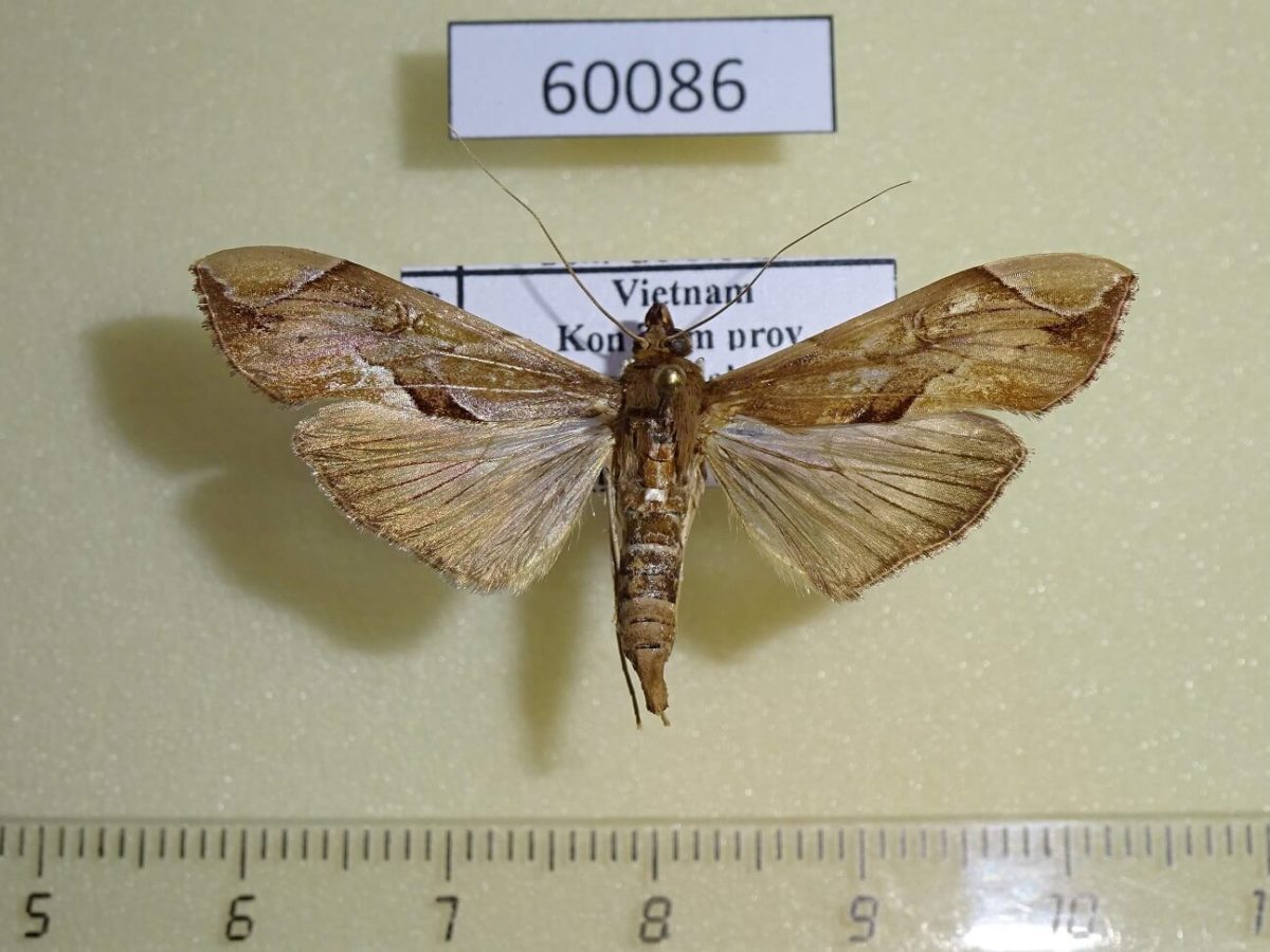 Crambidae Agathodes ostentalis Vietnam - Fareastinsects