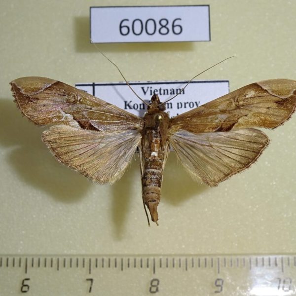 Crambidae Agathodes ostentalis Vietnam