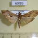 60086p Crambidae Agathodes ostentalis Vietnam $4