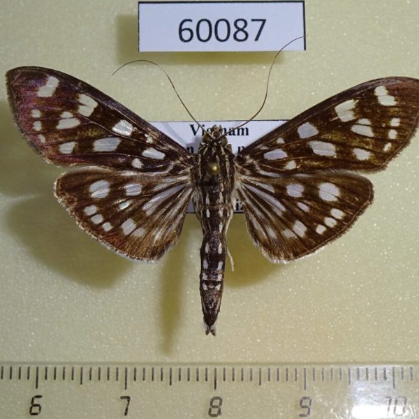 Crambidae Pygospila tyres Vietnam