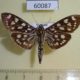 60087p Crambidae Pygospila tyres Vietnam $6