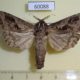 60088p Cossidae Oreocossus kilimanjarensis Uganda $15
