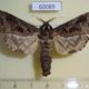 60089p Cossidae Oreocossus kilimanjarensis Uganda $15