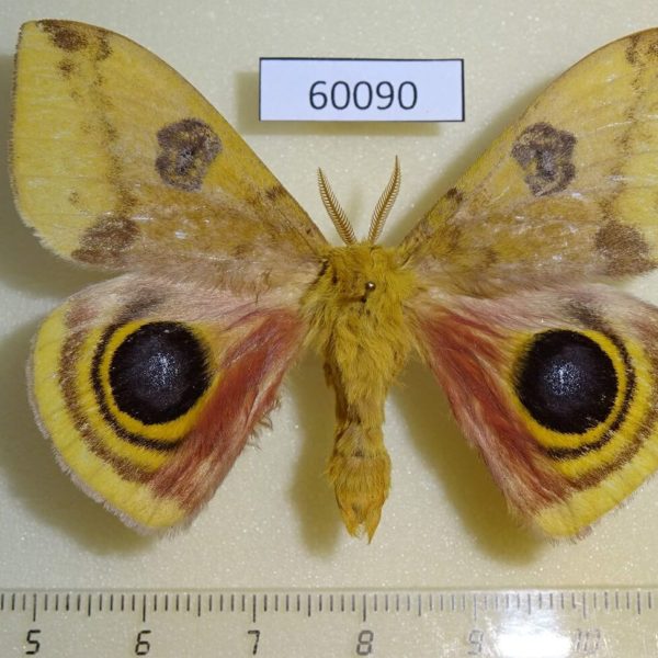 Saturniidae Automeris io Canada