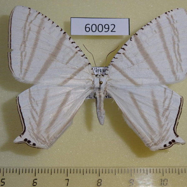 Uraniidae Urapteroides astheniata Vietnam