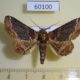 60100p Noctuidae Pericyma cruegeri Vietnam $6