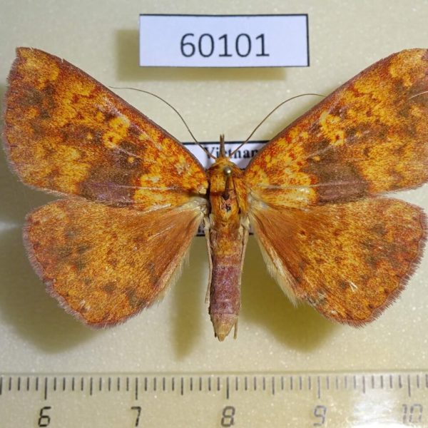 Noctuidae Singara diversalis Vietnam