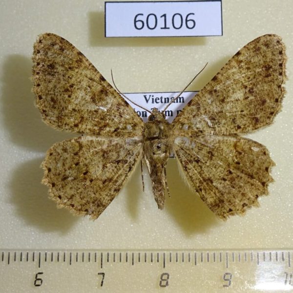 Geometridae Racotis boarmiaria Vietnam