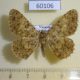 60106p Geometridae Racotis boarmiaria Vietnam $4