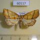 60117p Pyralidae sp. Vietnam $5