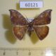 60121p Drepanidae Paralbara watsoni Vietnam $6
