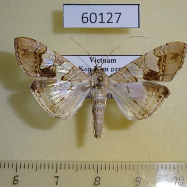 Crambidae Glyphodes cosmarcha Vietnam