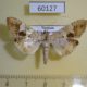 60127p Crambidae Glyphodes cosmarcha Vietnam $5
