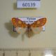 60139p Arctiidae Asura tricolor Vietnam $6
