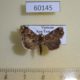 60145p Noctuidae Callopistria deflexusa Vietnam $7