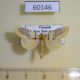 60146p Arctiidae Stigmatophora palmata Vietnam $7