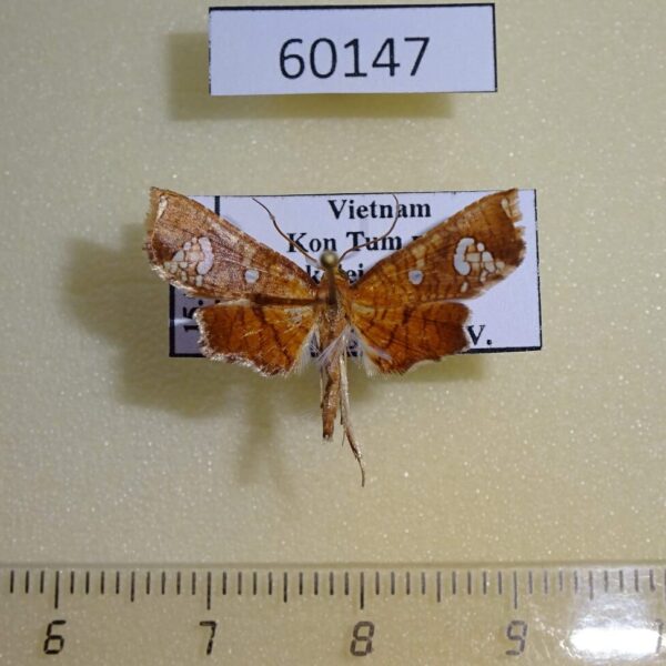 Thyrididae sp. Vietnam