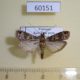 60151p Pyralidae sp. Vietnam $5
