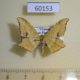 60153p Geometridae Zanclopera falcata Vietnam $5