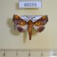 60155p Euteliidae Penicillaria plusioides Vietnam $12