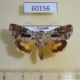 60156p Noctuidae Blenina lichenosa Vietnam $6