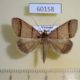 60158p Noctuidae Plecoptera recta Vietnam $5
