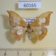 60165p Drepanidae Agnidra specularia Vietnam $7