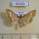 60169p Crambidae sp. Vietnam $5