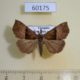 60175p Noctuidae Hypena sinuosa Vietnam $6