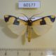 60177p Arctiidae Oeonistis altica Vietnam $6
