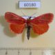 60180p Pyralidae Arctioblepsis rubida Vietnam $12